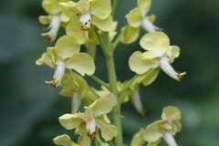 Caesalpinia decapetala